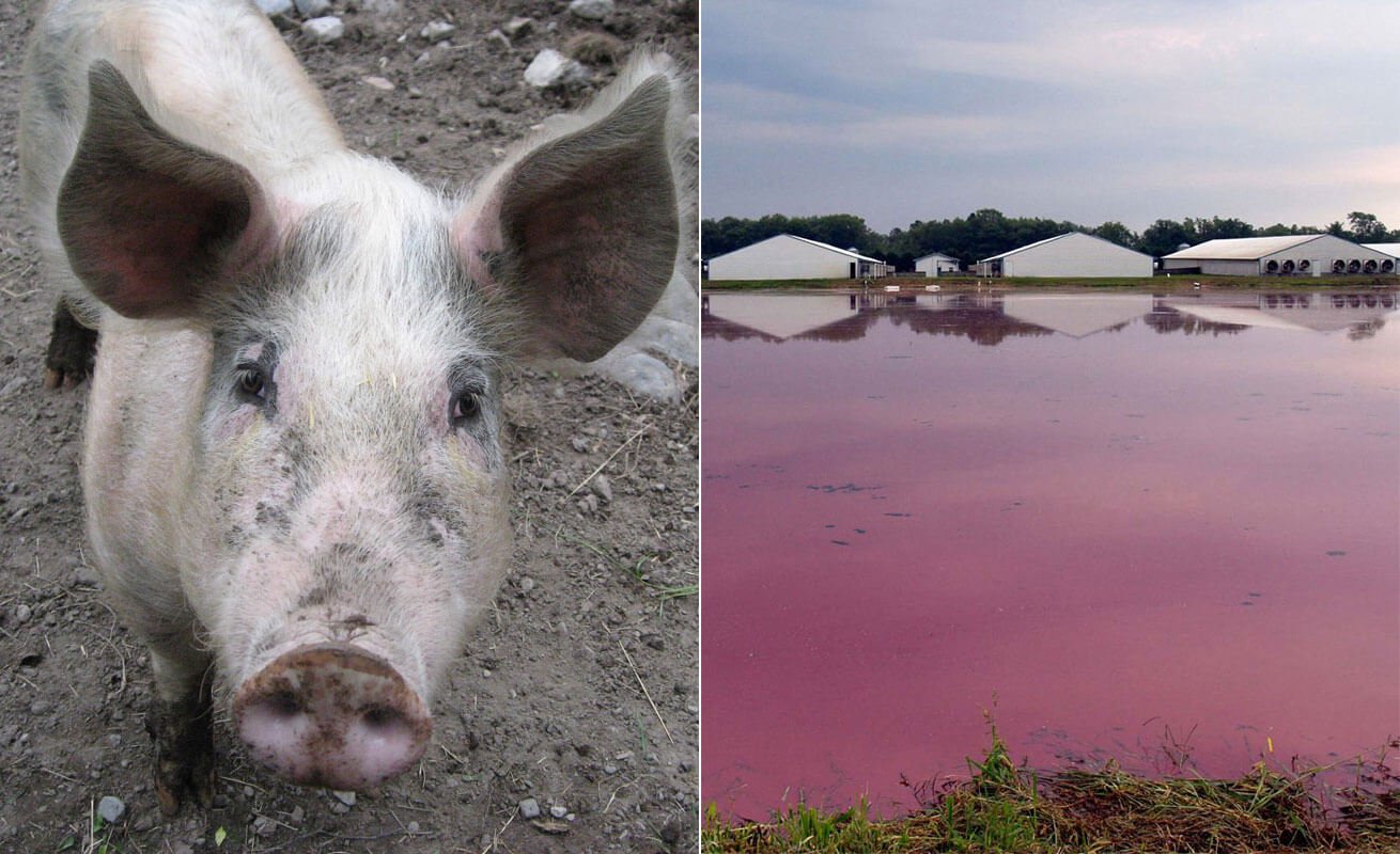 pig-farming-could-cover-north-carolina-in-feces-peta