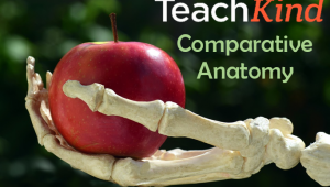 Free Lesson Plans and Activities for K–12 Teachers | PETA