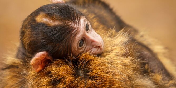baby rhesus macaque