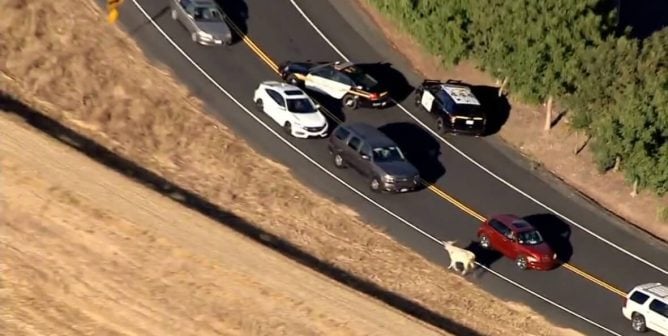 Cow Chase CA