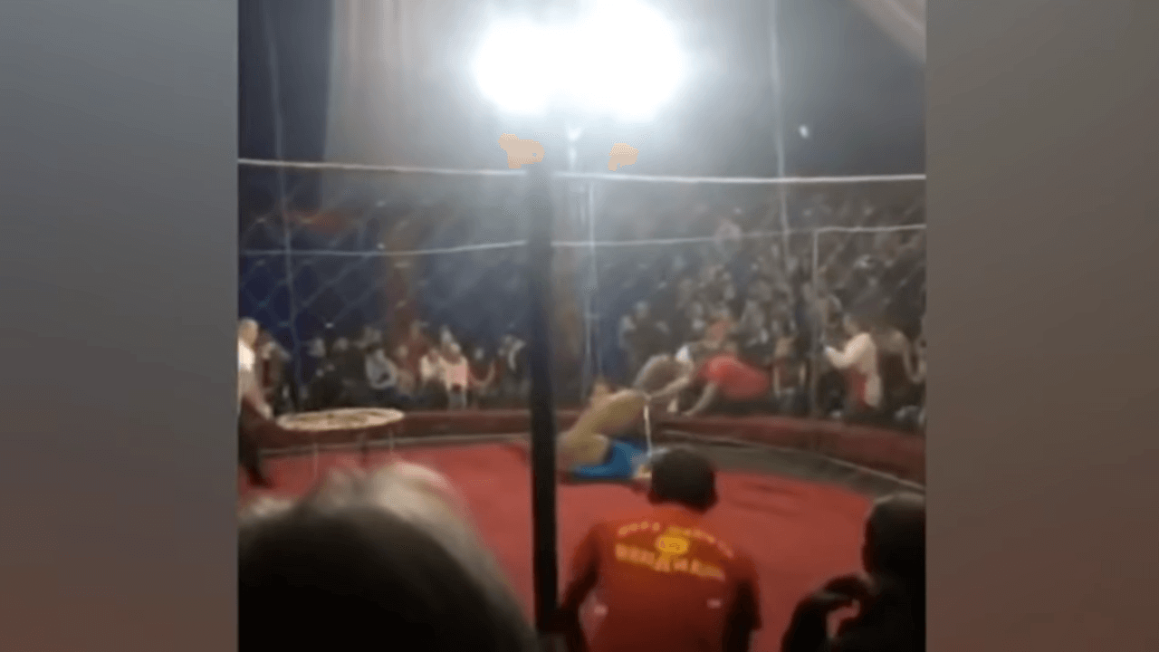 Video: Lion Pounces On 4-year-old Girl During Circus 