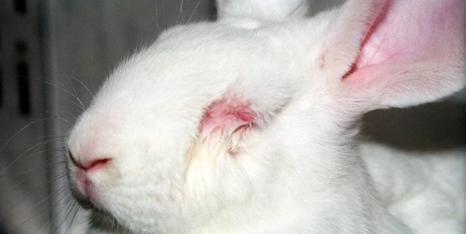 EU animal testing ban peta open letter