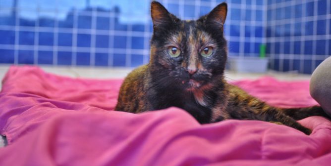Pumpkin, a senior cat rescued by PETA