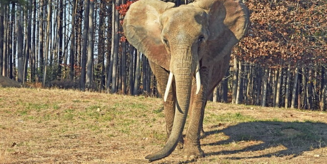 Nosey, The Elephant Sanctuary
