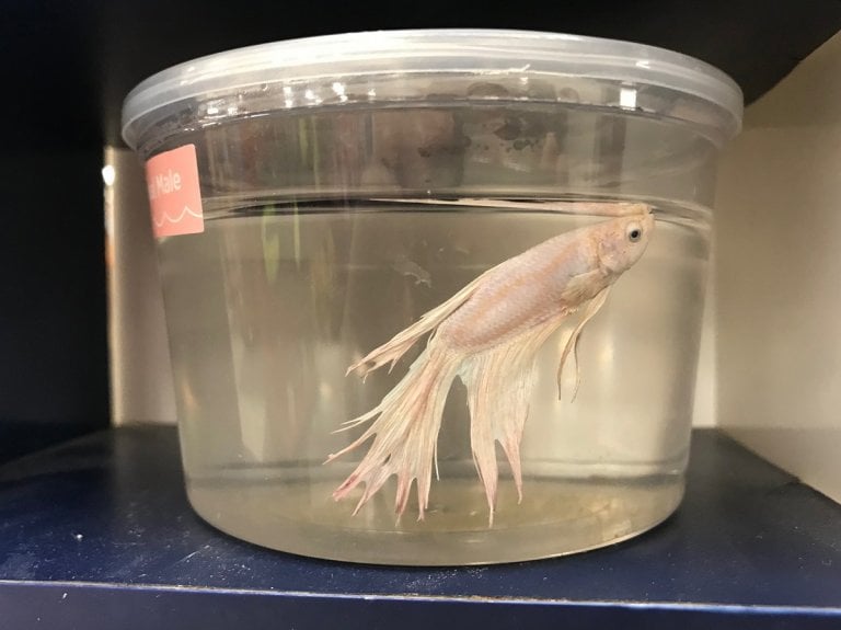 Reviews of Petco Betta Fish Stores Don't Want You to See | PETA