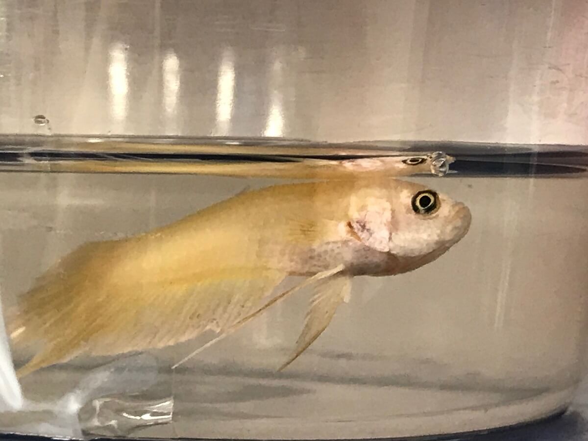 female betta fish