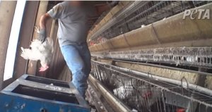 Tell Braum’s to Stop Selling Eggs From Beaten, Abused Hens