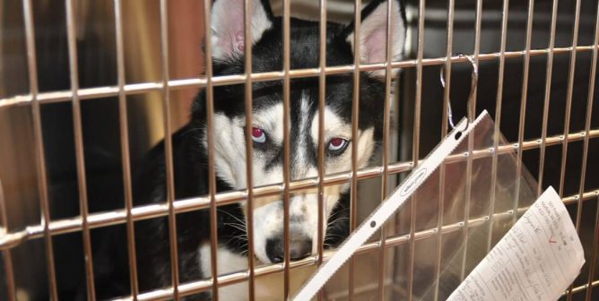 Game of Thrones fans are abandoning huskies