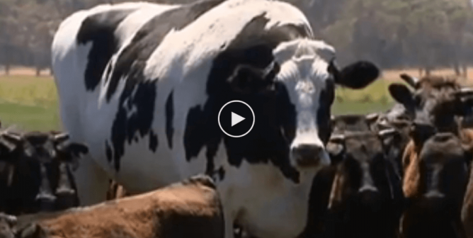 Knickers the giant steer