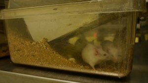 WashU Experimenters Rack Up Two Dozen Animal-Welfare Violations