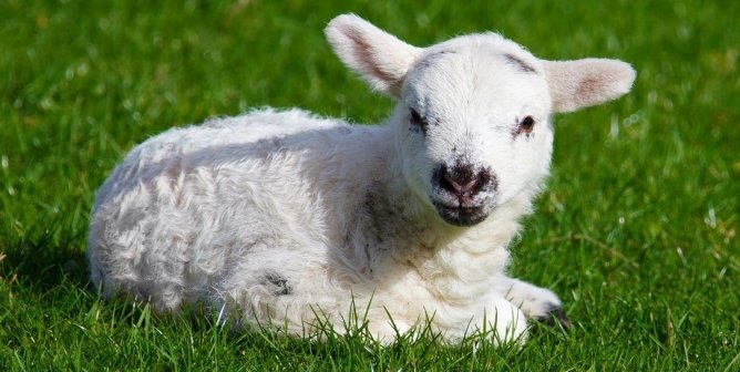 Cute little lamb lying in pasture