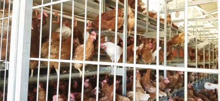 PETA Exposes This Cage-Free 'Chicken Disneyland' as Hell for Hens | PETA