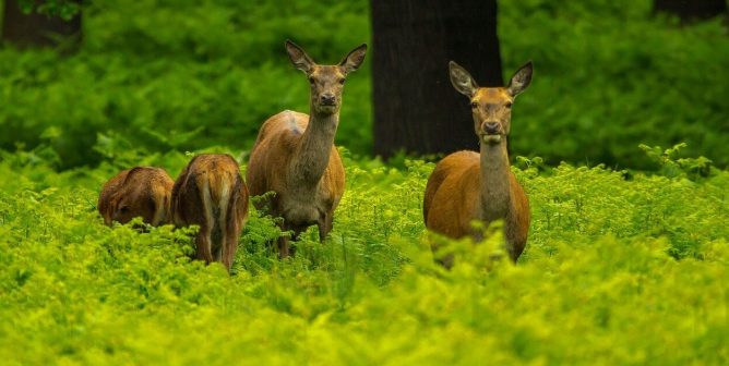 Family of deer standing among tall green plants