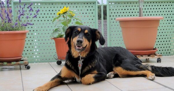 Large black and brown mixed breed dog lying on a terrace