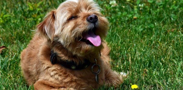 Cute brown terrier mix basking in the sun