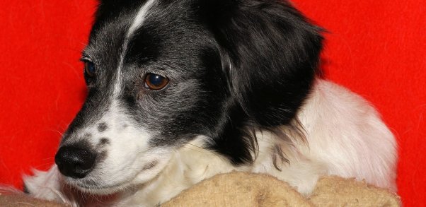 Close-up of black and white mixed breed dog against red background