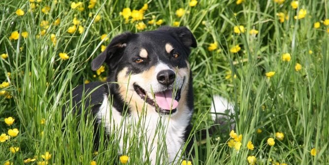 Happy-looking mixed reed dog sitting among grass and yellow flowers