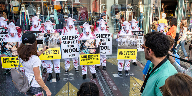 Animal news protest Forever21