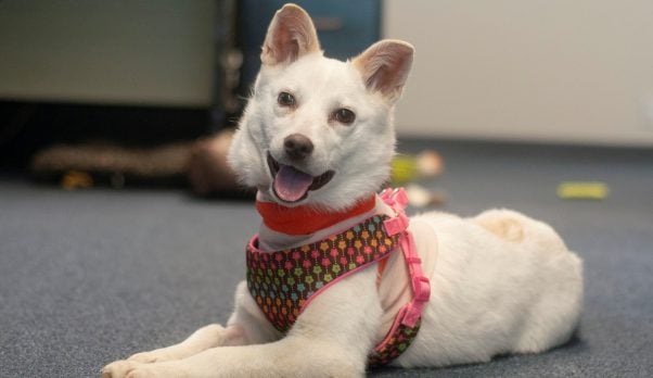 Rescued American Eskimo mix Crystal in her foster home