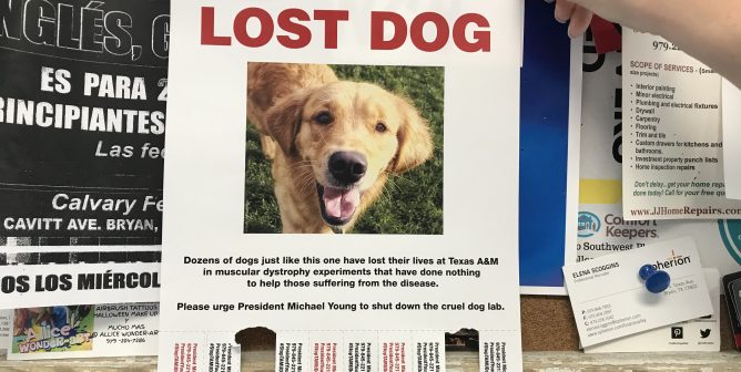 TAMU lost dog fliers, texas a&m university