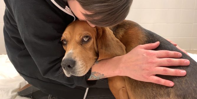 PETA staffer gives rescued mixed breed dog a kiss