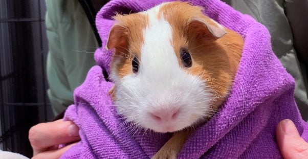 Cute brown-and-white guinea pig wrapped in purple towel