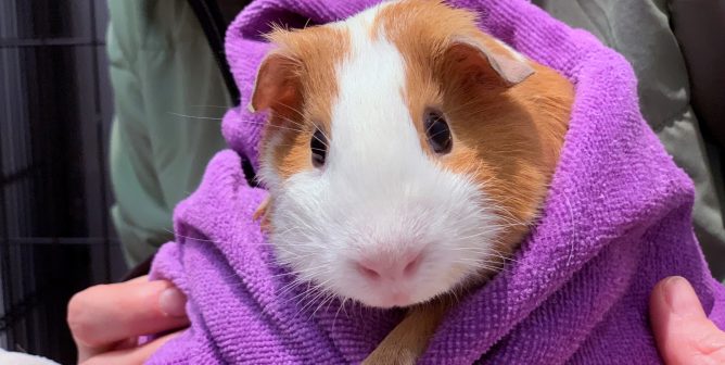 Cute brown-and-white guinea pig wrapped in purple towel