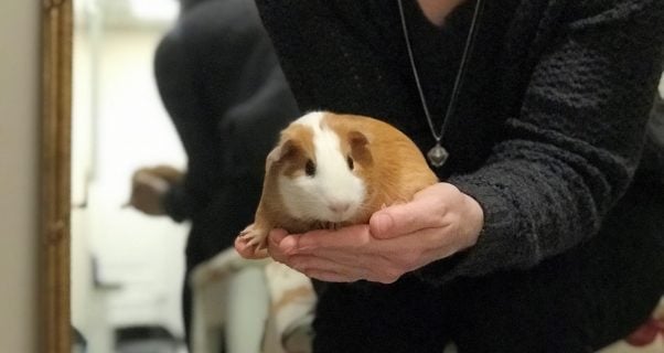 Thoreau the guinea pig being held