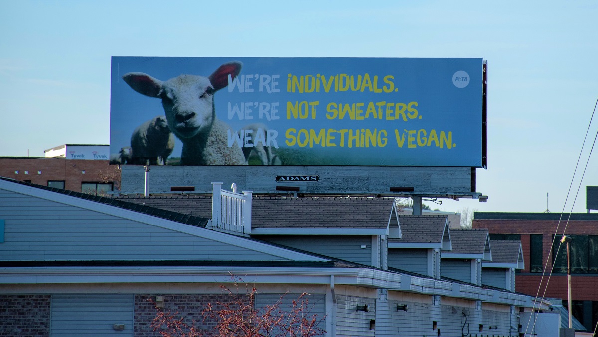 After 11 Wool Exposés, It's Time to Stop Wearing It | PETA
