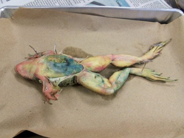 frog used for dissectin, what dissection really teaches you