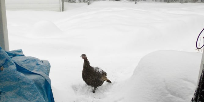 turkey in New Brunswick