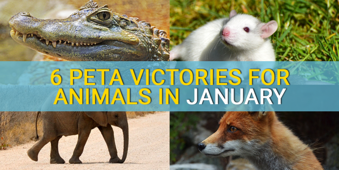 PETA victories Jan 2019 animal collage