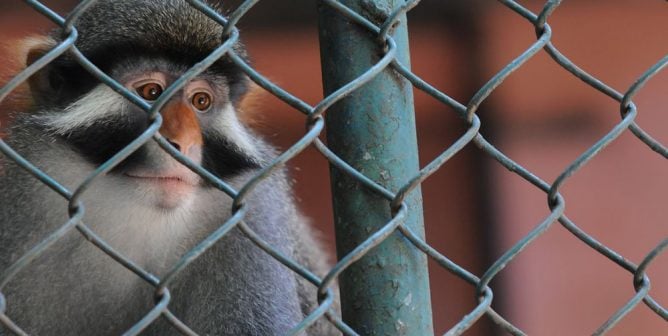 A sad monkey behind a fence at a zoo