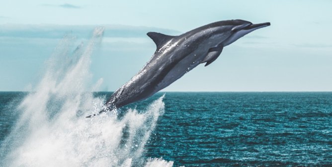 Dolphin leaping out of ocean