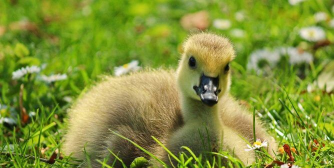 Adorable duckling lying in grass