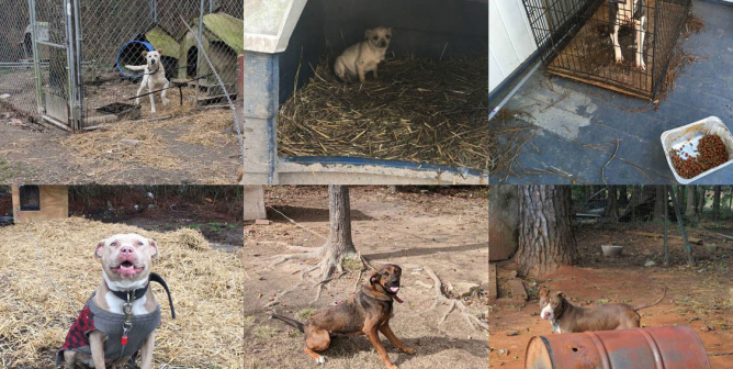 Meet Psycho and 10 Other Animals PETA Fieldworkers Helped This Month