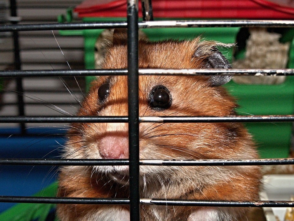 a 'Pet' Hamster | PETA
