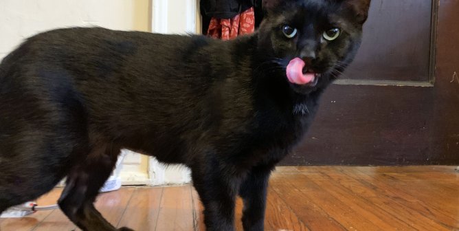 poe the black cat stands over a toy with his tongue out