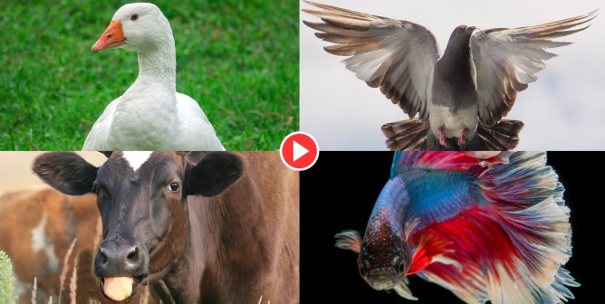 PETA victories a goose, pigeon, cow, and beta fish collage
