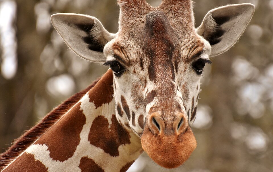 Ask Animal Adventure Park to Stop Breeding Giraffes to Make Money off