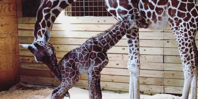 april giraffe calf azizi livestreamed dies