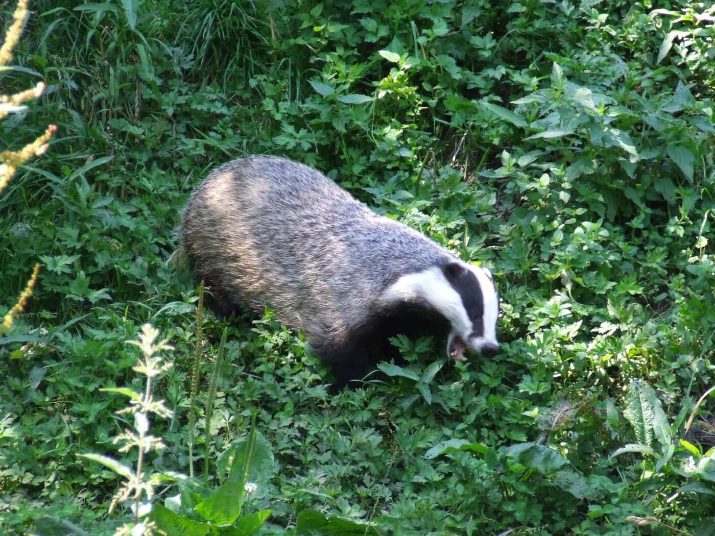 9-cool-badger-facts-and-a-way-to-help-save-them-peta