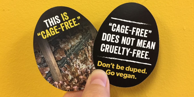 Egg Carton Cards - Cage Free Doesn't Mean Cruelty Free