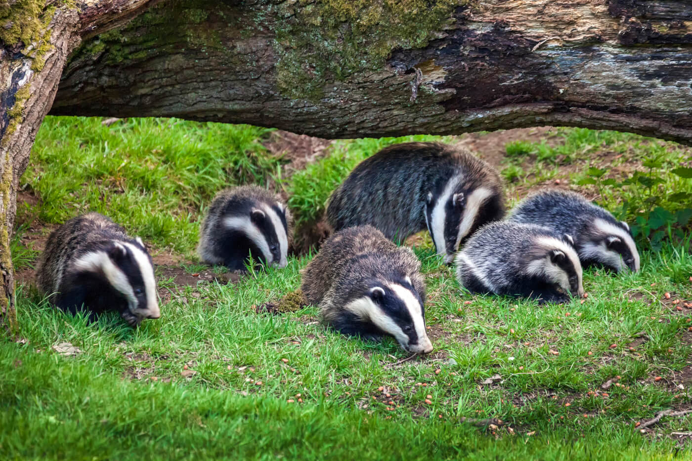 These 7 Cool Facts Show The Secret Lives Of Badgers PETA