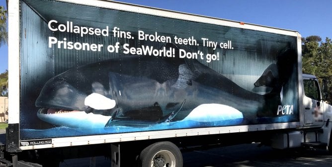 Semi carrying life-size 3D "orca" in San Diego