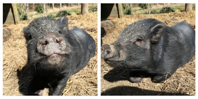 Two cute pot-bellied pigs
