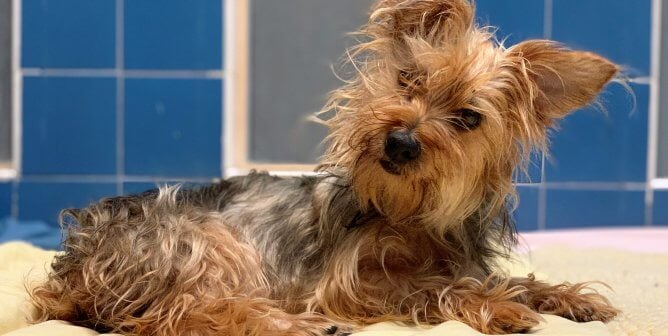 Cute Yorkie mix Bella is available for adoption