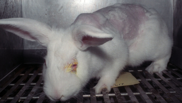 rabbit used in eye-irritation testing