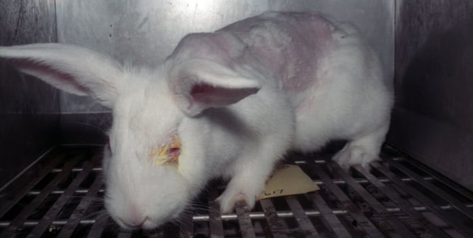 Cruelty Unmasked: Famous Brands That Test On Animals 2023