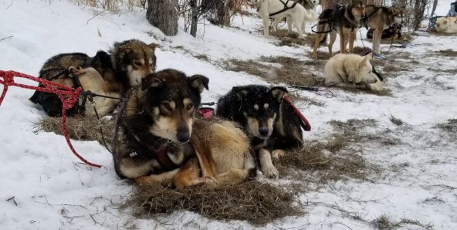 Exhausted dogs were run for dozens or hundreds of miles to train for the Iditarod and to give tours to tourists. One dog with an injured paw who was forced to run repeatedly “gave up” and was dragged.